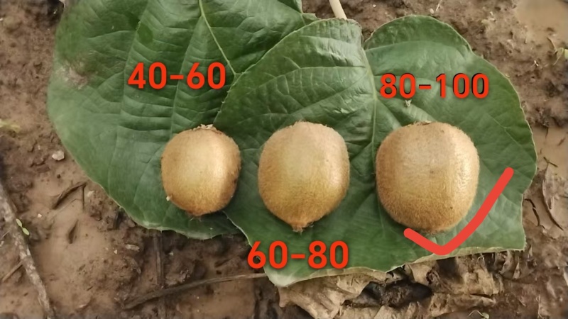 单果80-100克，5斤装