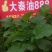 大秦油888杂交甘蓝型油菜种子高产抗病抗倒耐寒油菜籽