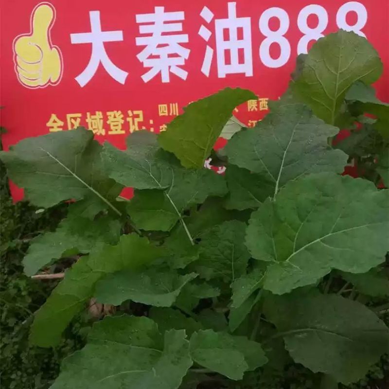 大秦油888杂交甘蓝型油菜种子高产抗病抗倒耐寒油菜籽