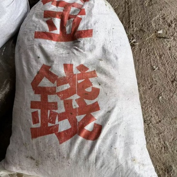 鸽子粪每袋45斤种果种树优质的农家肥