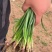 晨宝卜居红洋葱苗【植物检疫合格】正规育苗厂，包回收
