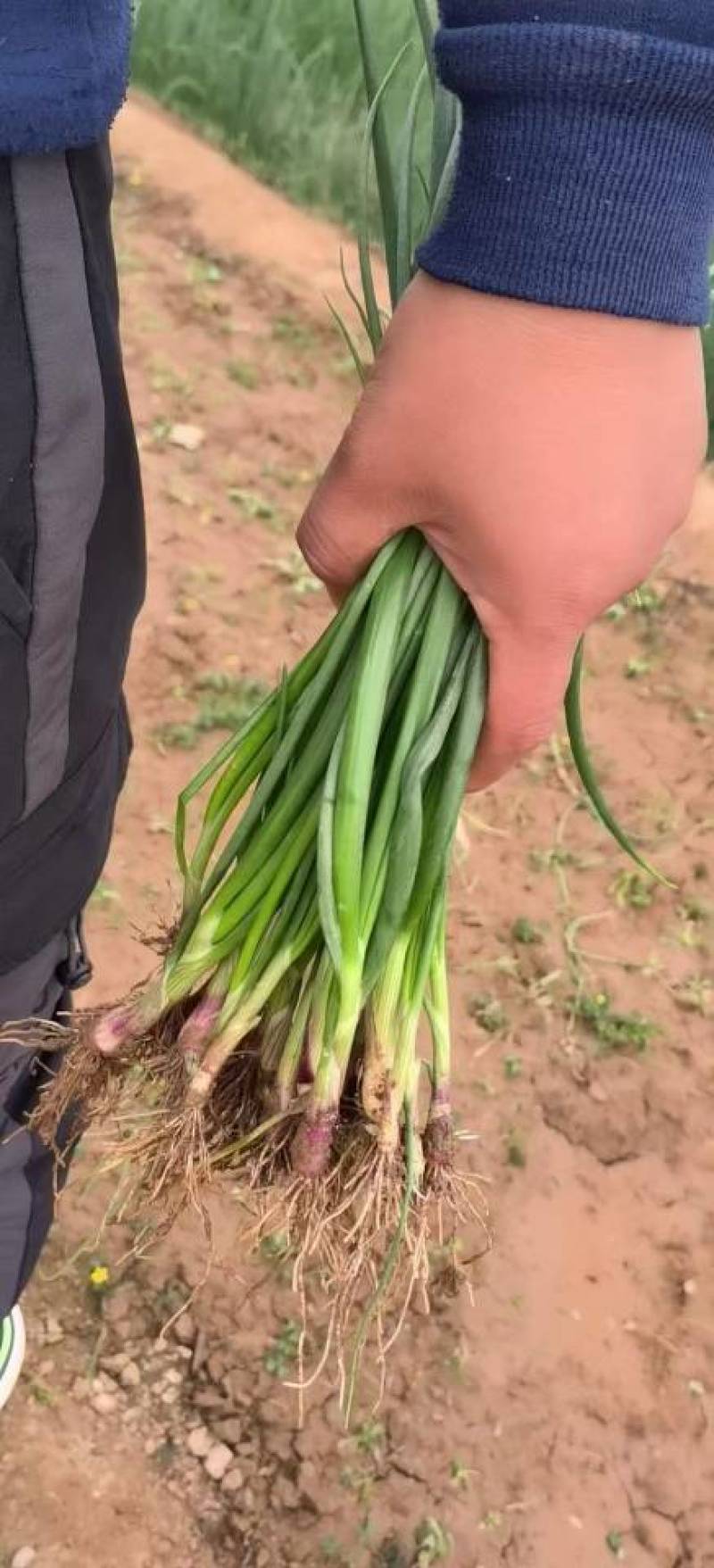 晨宝卜居红洋葱苗【植物检疫合格】正规育苗厂，包回收