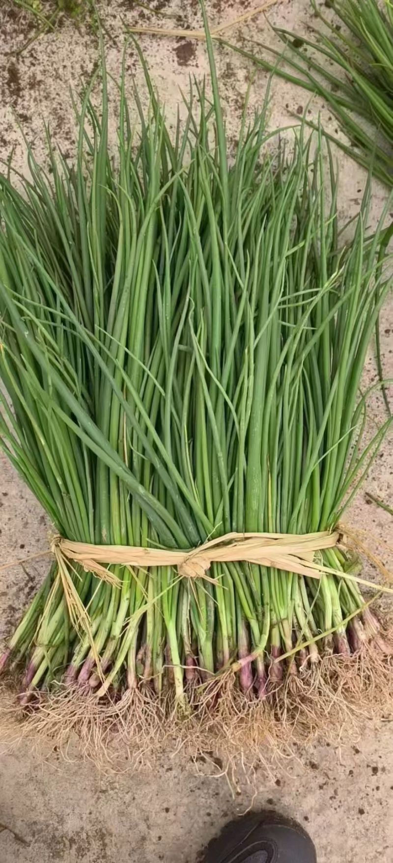 晨宝卜居红洋葱苗【植物检疫合格】正规育苗厂，包回收