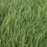 晨宝卜居红洋葱苗【植物检疫合格】正规育苗厂，包回收