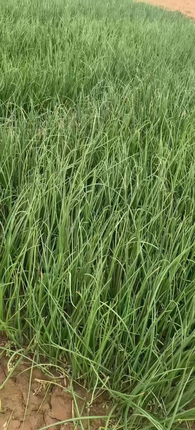晨宝卜居红洋葱苗【植物检疫合格】正规育苗厂，包回收