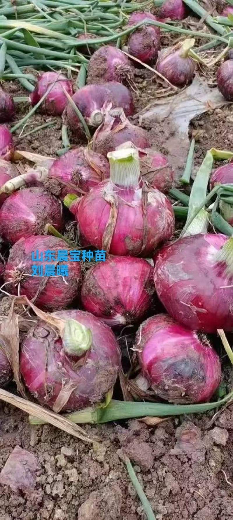 晨宝卜居红洋葱苗【植物检疫合格】正规育苗厂，包回收