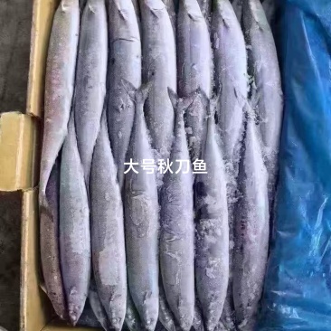 秋刀鱼，10公斤一件