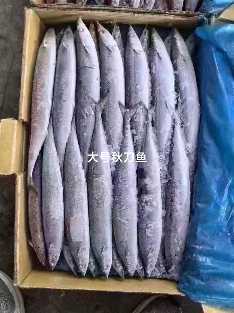 秋刀鱼，10公斤一件