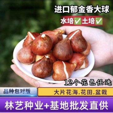 进口郁金香种球带芽种子球根花卉耐寒水培盆栽荷兰郁金香大球