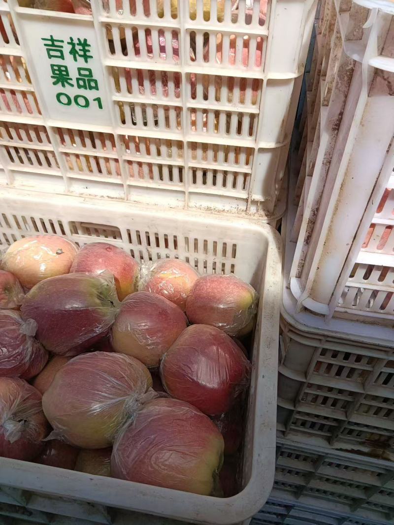 河北省衡水市安平红苹果基地供应链{武氏果业}