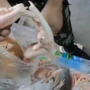 种鸡白条