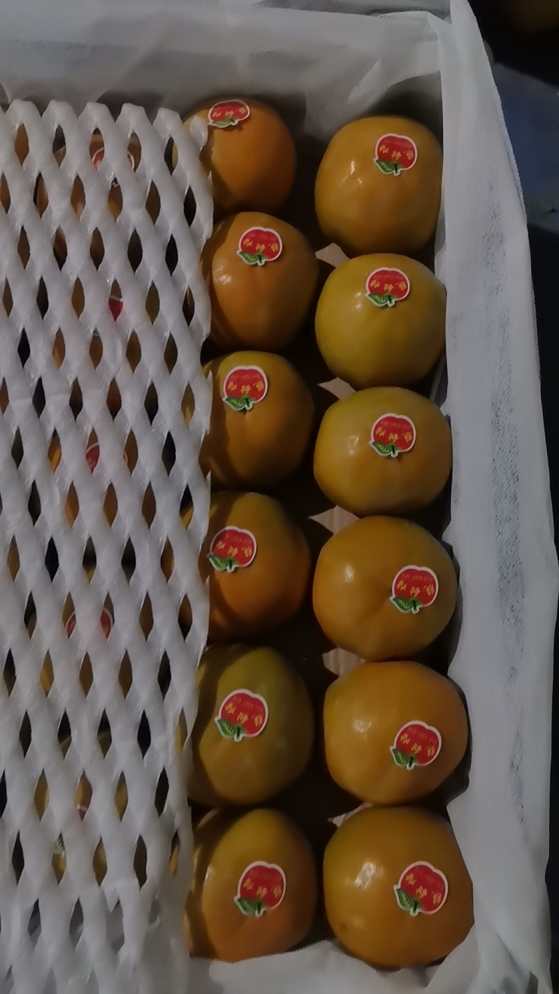 阳丰甜柿
