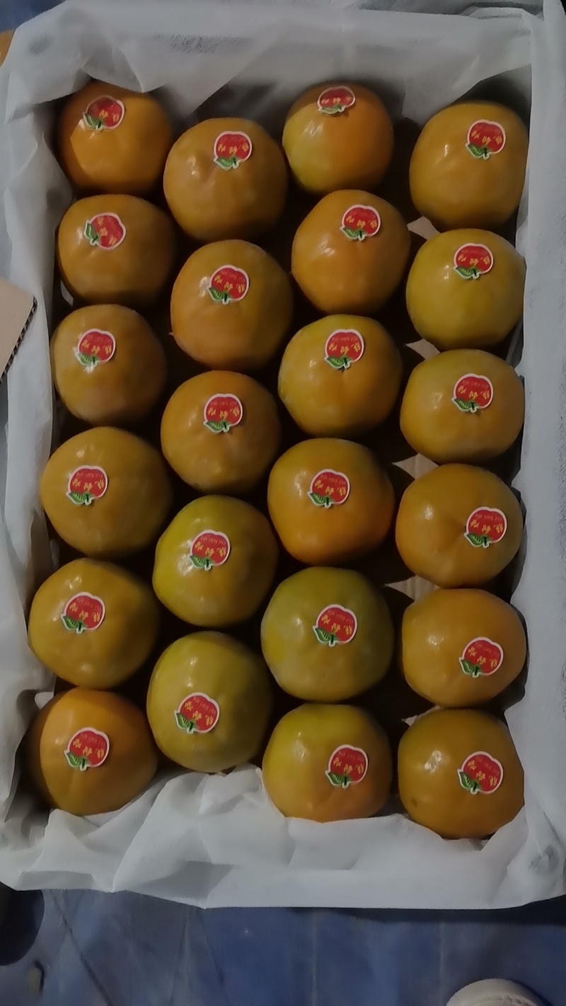 阳丰甜柿