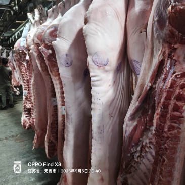 安徽猪肉白条，各种猪肉产品，