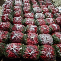 甘肃二荆条红椒大量上市。通货。精品。基地直发。全国代发。