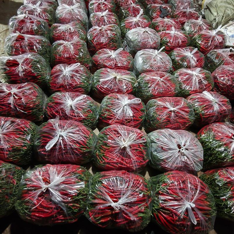 甘肃二荆条红椒大量上市。通货。精品。基地直发。全国代发。