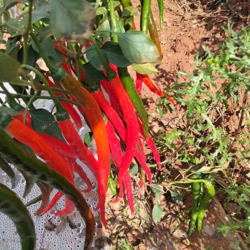 甘肃二荆条红椒大量上市。通货。精品。基地直发。全国代发。