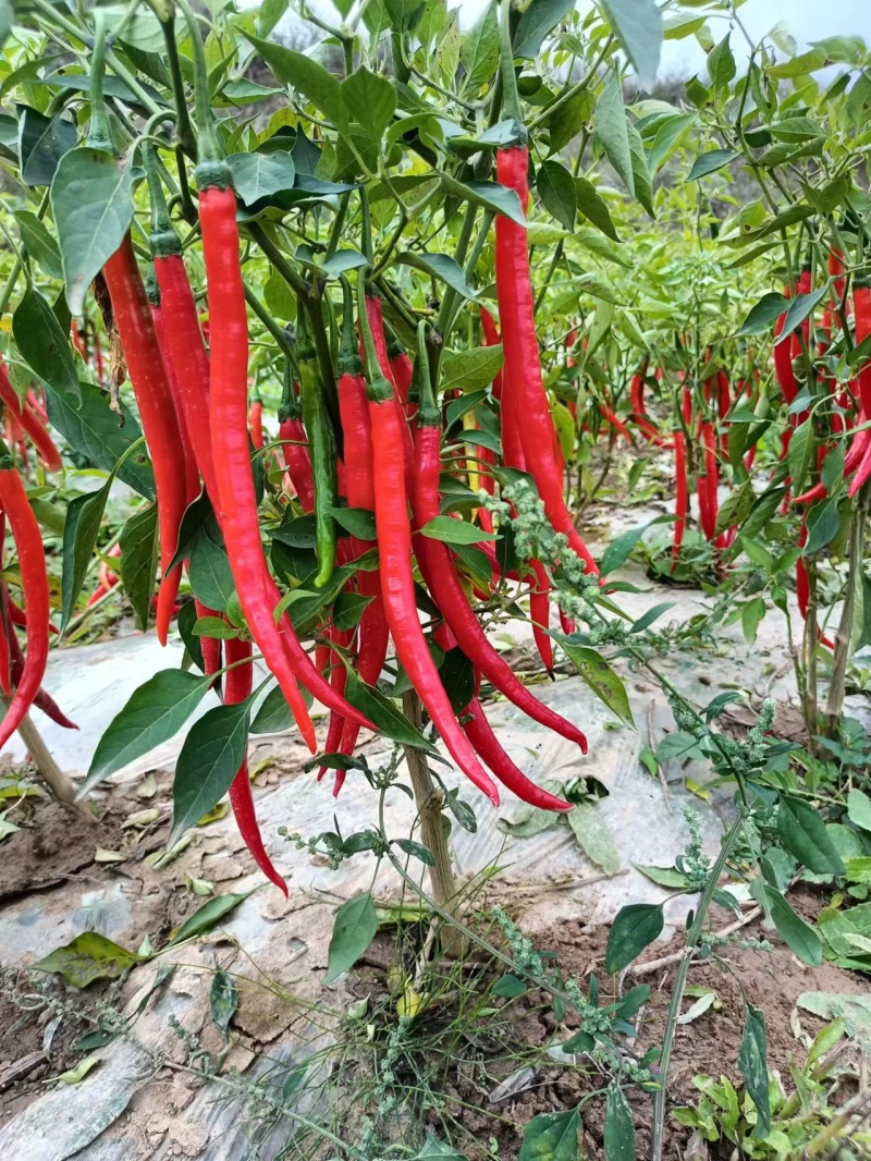 甘肃二荆条红椒大量上市。通货。精品。基地直发。全国代发。