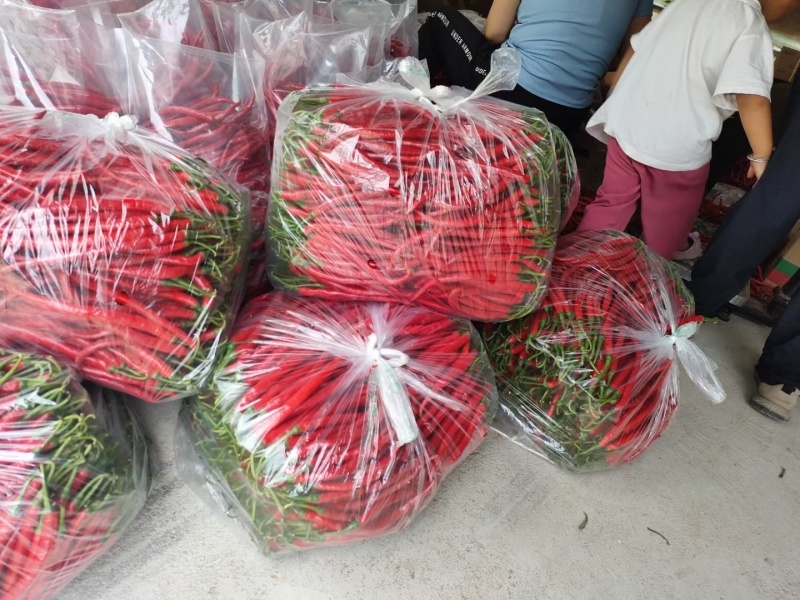 甘肃二荆条红椒大量上市。通货。精品。基地直发。全国代发。