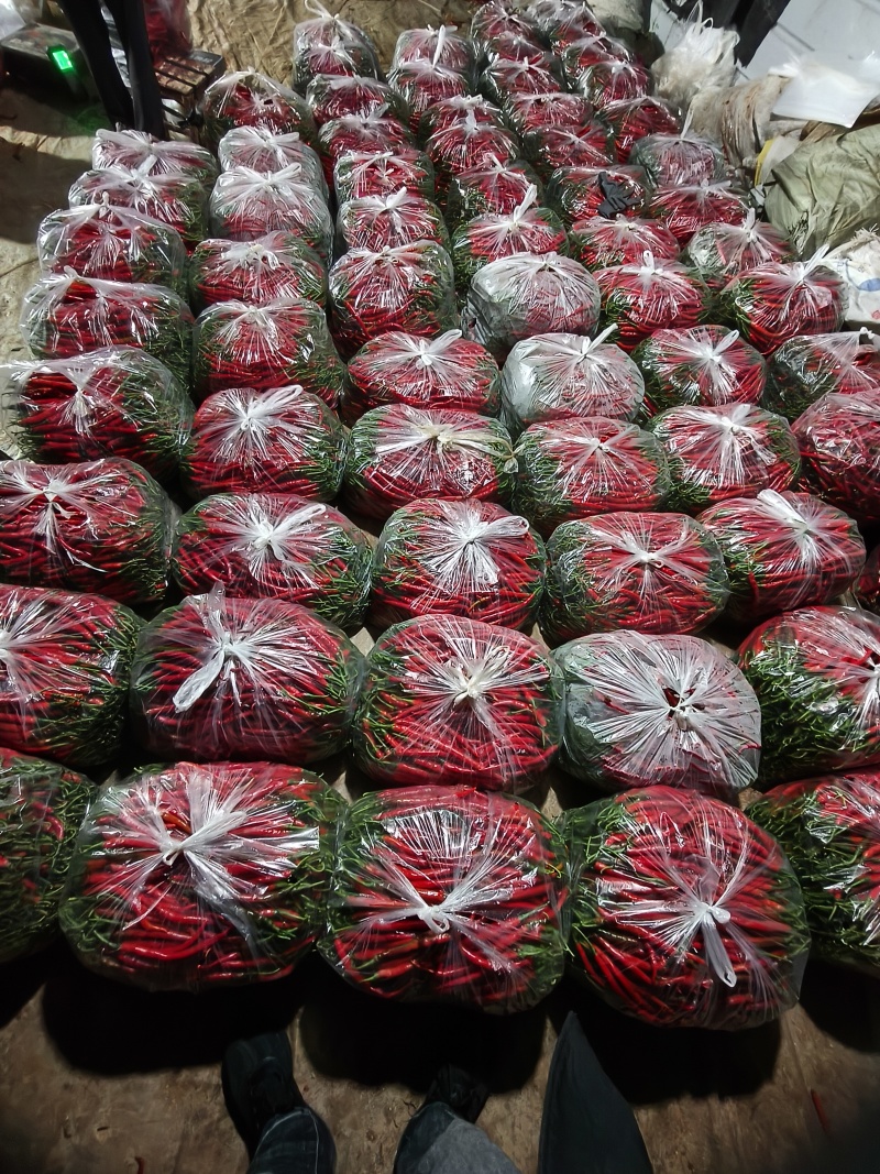 甘肃二荆条红椒大量上市。通货。精品。基地直发。全国代发。