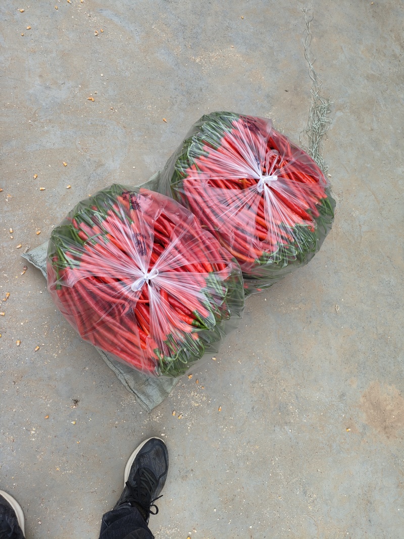 甘肃二荆条红椒大量上市。通货。精品。基地直发。全国代发。