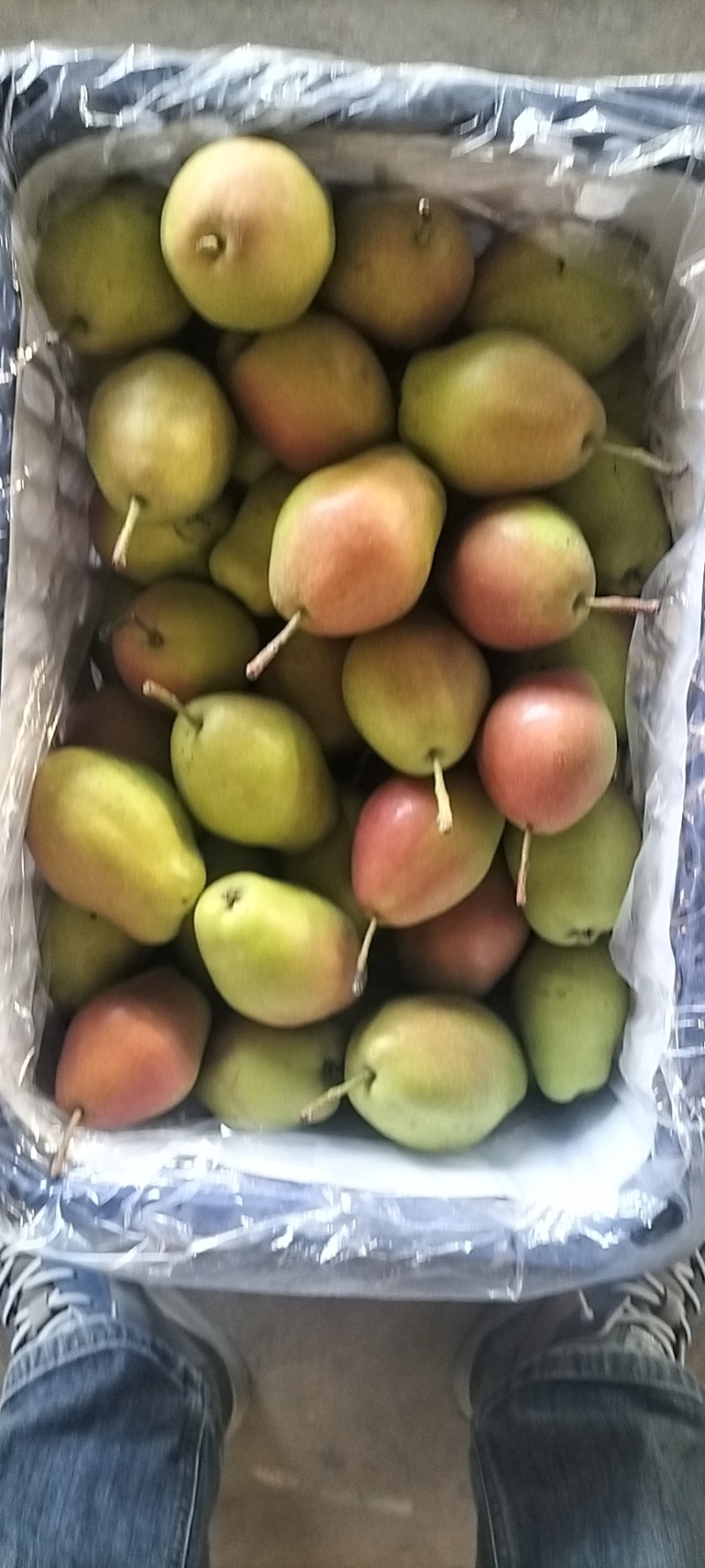 阳丰甜柿