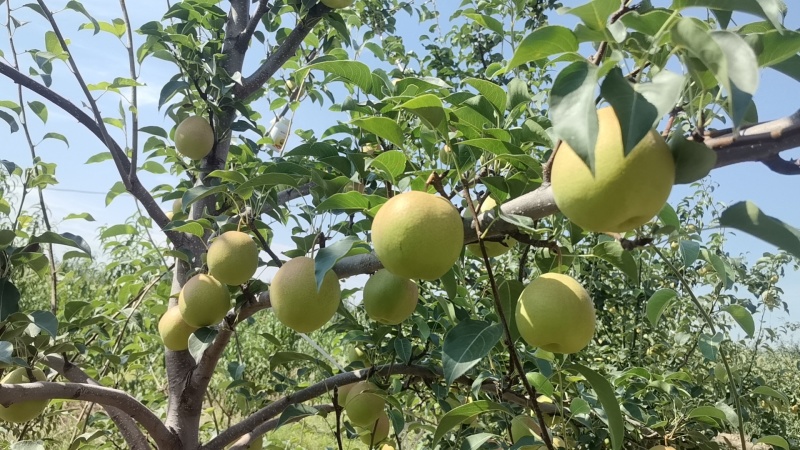 阳丰甜柿
