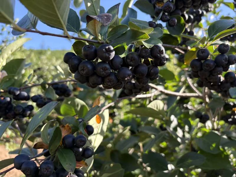 黑果花楸果出汁率：71%糖度17.5花青素15