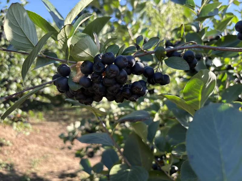 黑果花楸果出汁率：71%糖度17.5花青素15