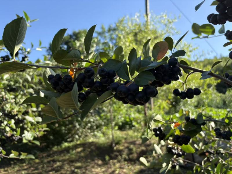 黑果花楸果出汁率：71%糖度17.5花青素15