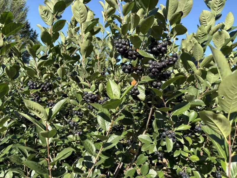 黑果花楸果出汁率：71%糖度17.5花青素15