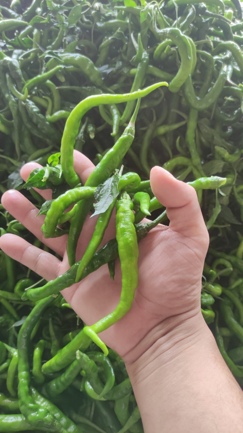 二荆条青海椒