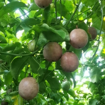 新品种钦蜜88百香果