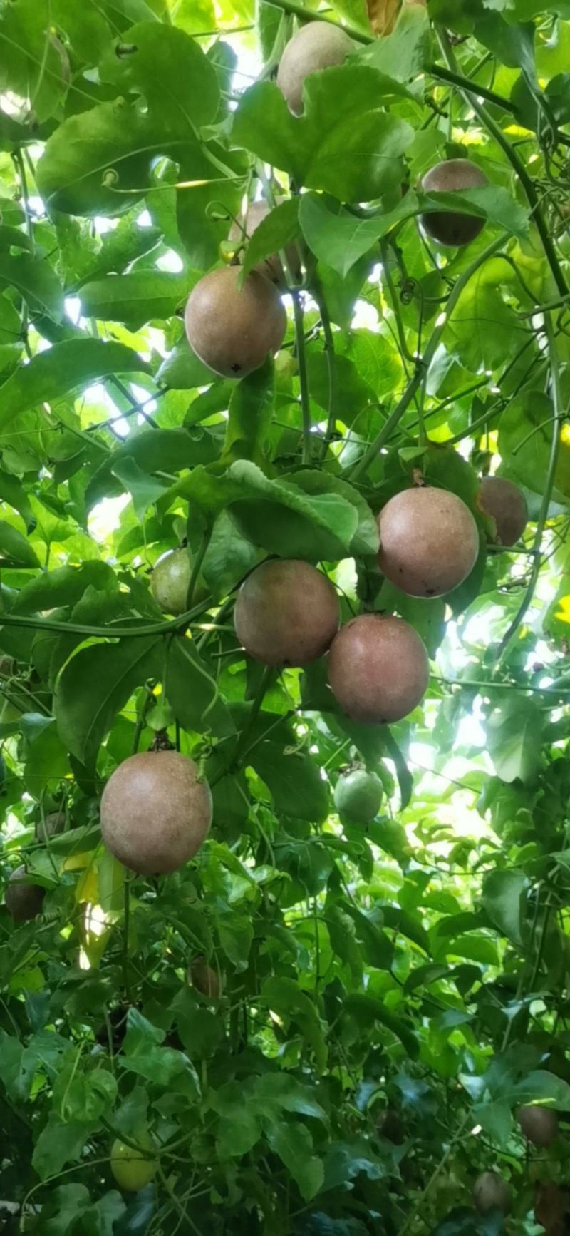 新品种钦蜜88百香果