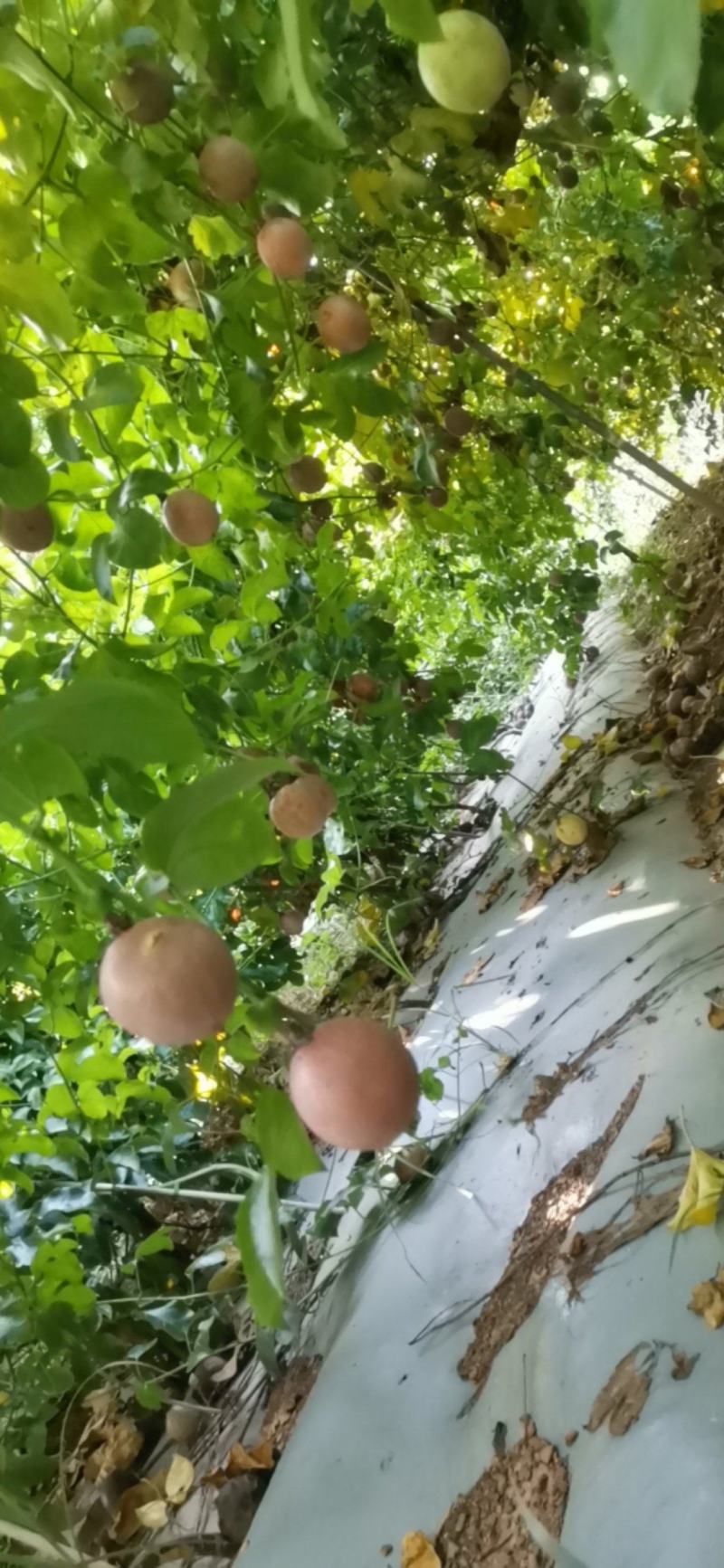 新品种钦蜜88百香果