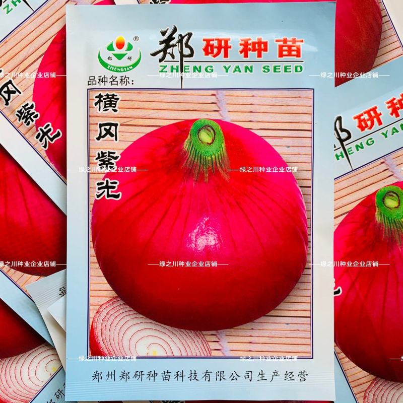 郑研种苗横冈紫光洋葱种子圆扁型紫红皮洋葱种籽小菜园蔬菜种