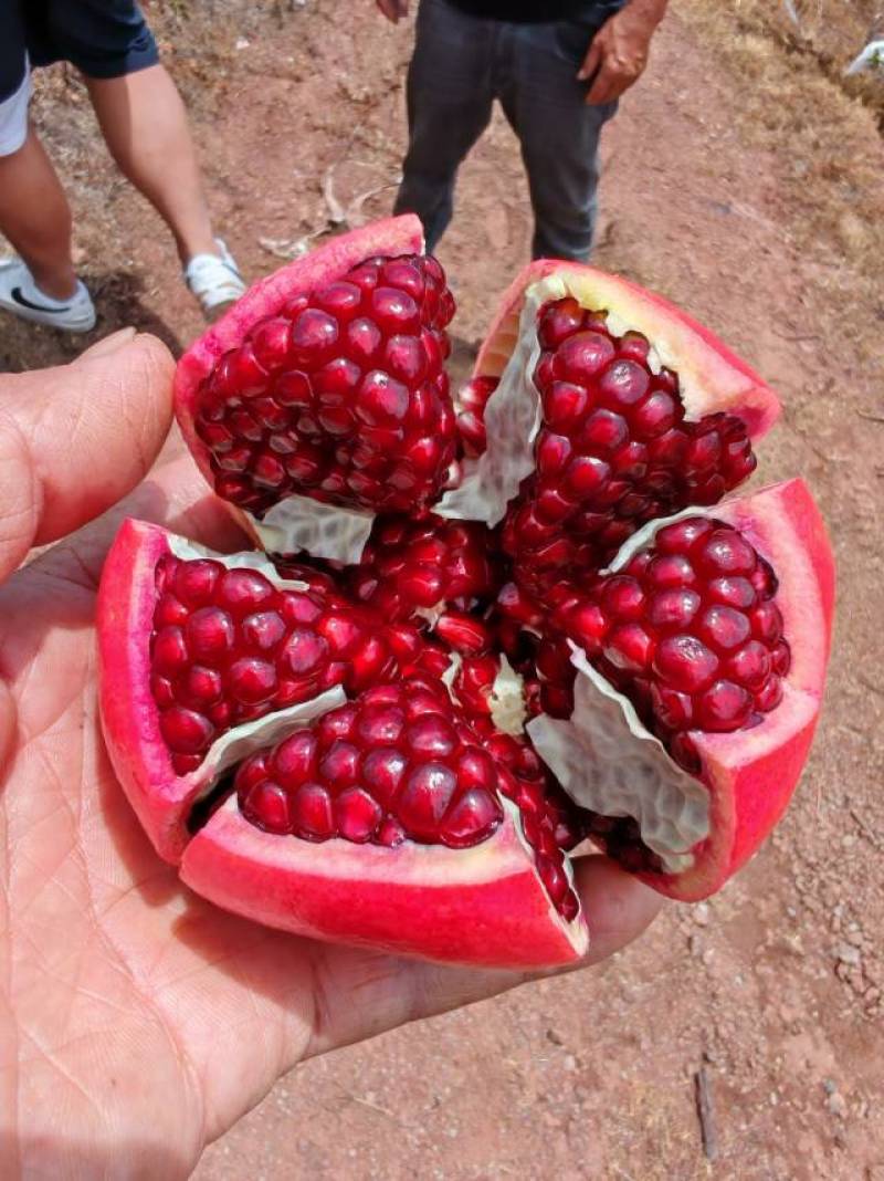 会理石榴