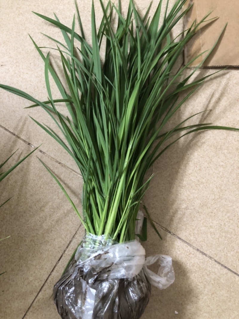 实验水稻秧苗籼稻粳稻分蘖期孕穗出穗各阶段中午发货
