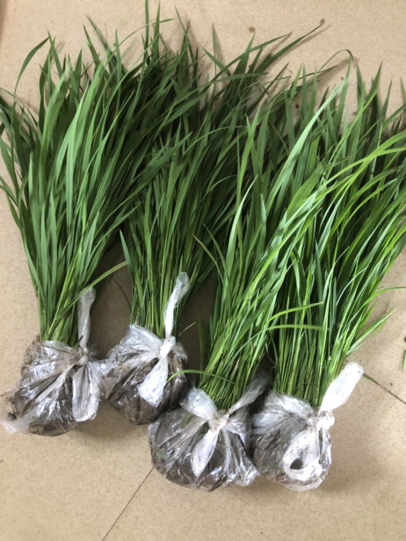 实验水稻秧苗籼稻粳稻分蘖期孕穗出穗各阶段中午发货