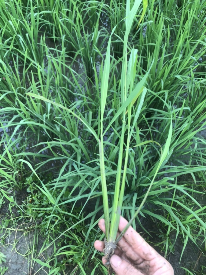 实验水稻秧苗籼稻粳稻分蘖期孕穗出穗各阶段中午发货