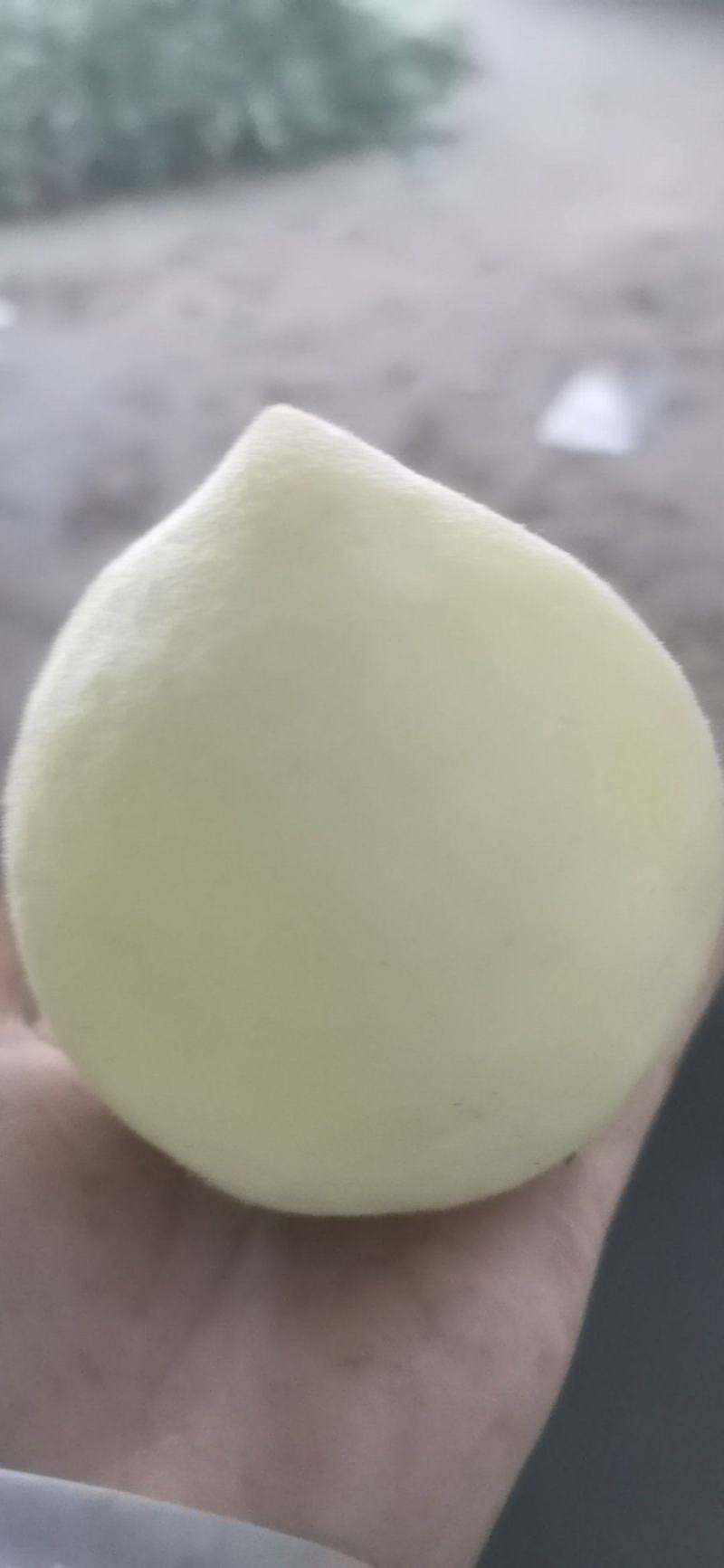 永连四号