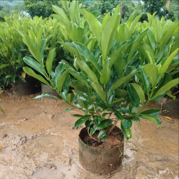 非洲茉莉60～70高