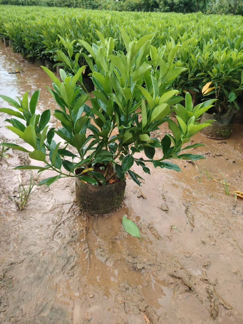 非洲茉莉60～70高