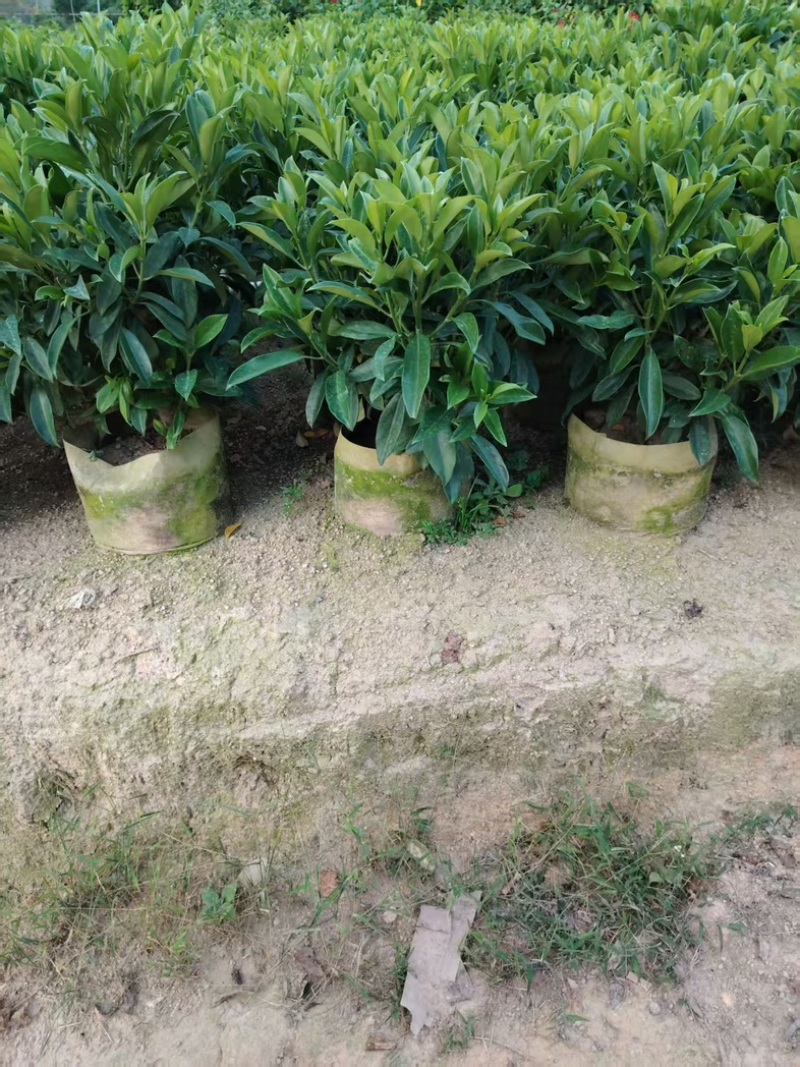 非洲茉莉60～70高