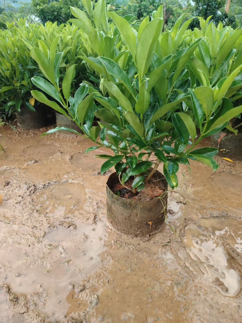非洲茉莉60～70高