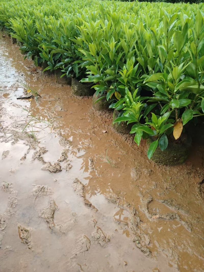 非洲茉莉60～70高