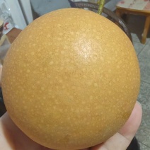 秋月梨