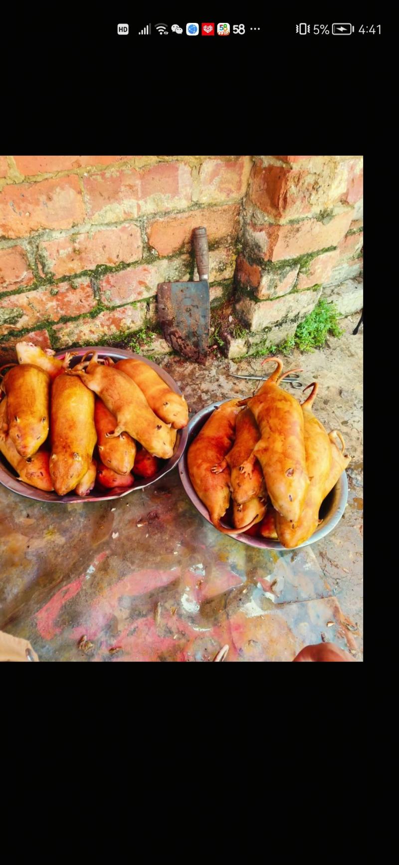 山地鼠80块钱一斤，包杀好包邮，顺丰