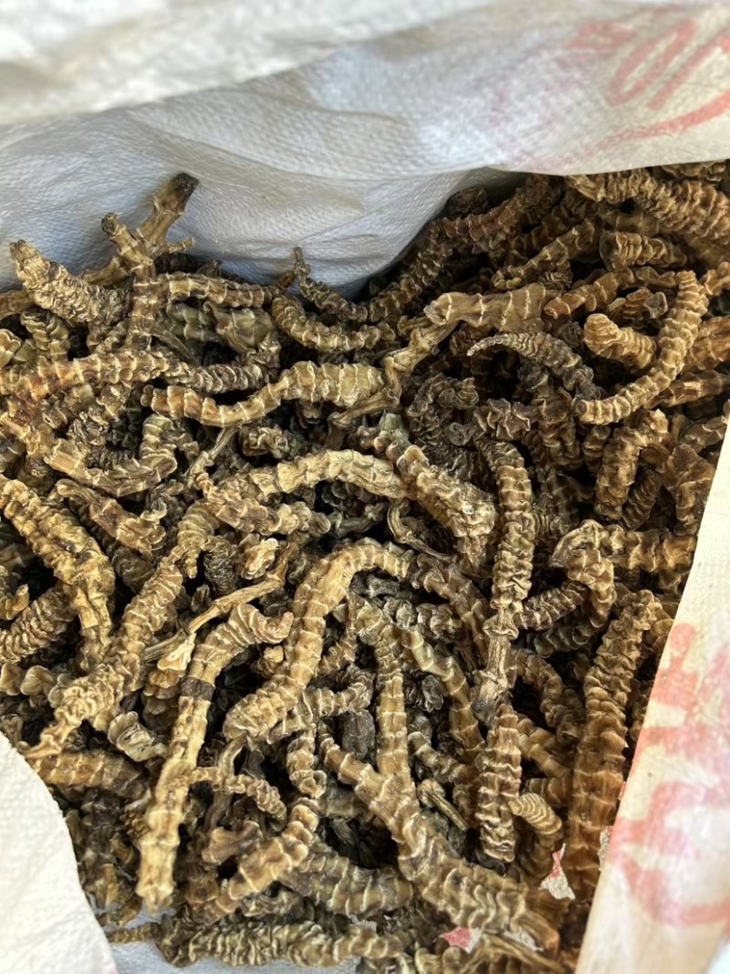 地参云南虫草参顶天柱粗条无碎足干跑江湖男性地笋地蚕子大货