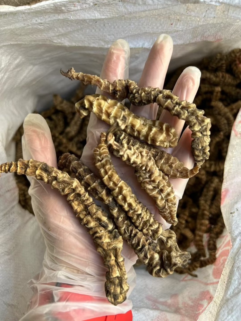 地参云南虫草参顶天柱粗条无碎足干跑江湖男性地笋地蚕子大货